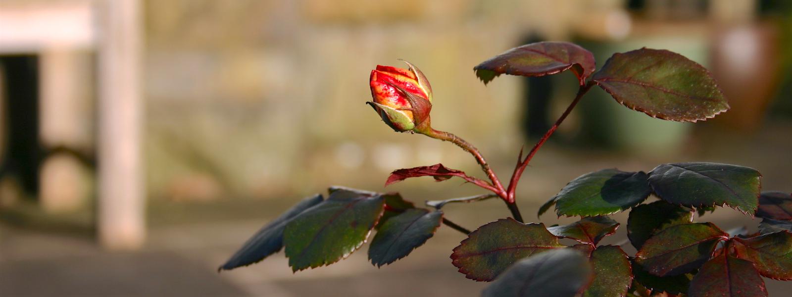 Rose Flower Bud