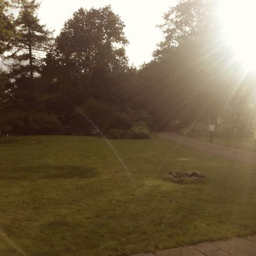 Garden in sunlight