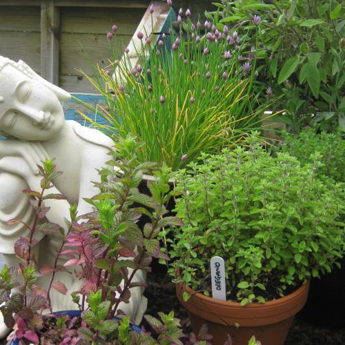Buddha statue with potted plants